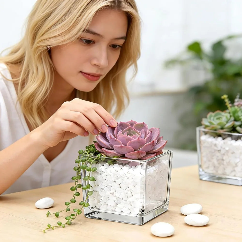 Transparent Square Glass Vase – Geometric Hydroponic Planter
