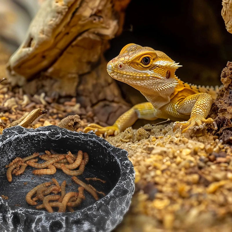 Stone Reptile Food & Water Bowl – Bearded Dragon Dish