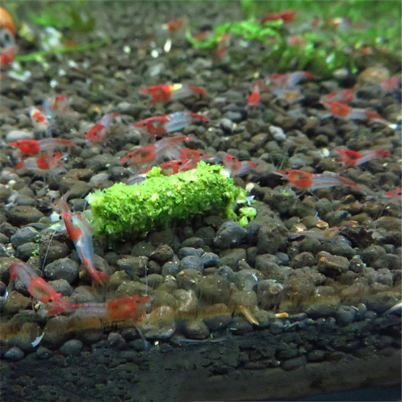 Crystal Red Shrimp Food – Natural Spinach Mix 35g Aquarium