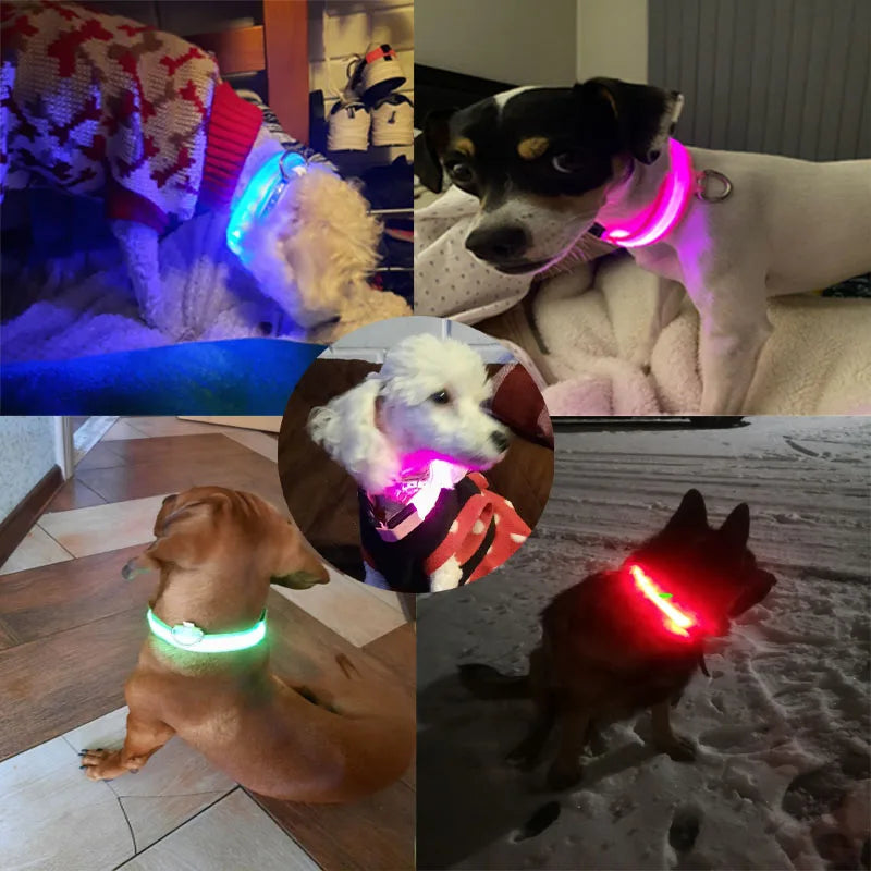 USB Rechargeable LED Dog Collar – Night Safety Glowing Collar
