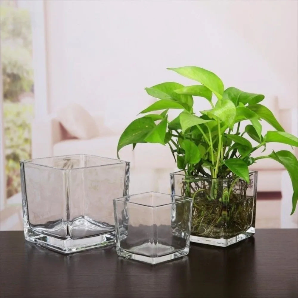 Transparent Square Glass Vase – Geometric Hydroponic Planter